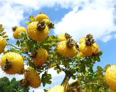 刺梨加工生產線