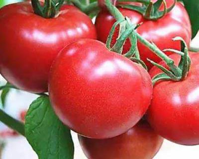 番茄加工生產線