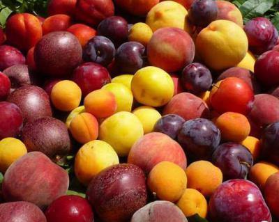 桃子、李子、杏子加工生產線